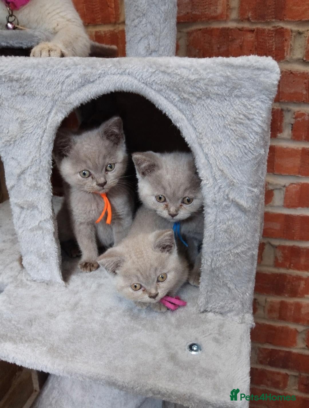 British Shorthair cats Pure Lilac BSH kittens available  - Advert 1