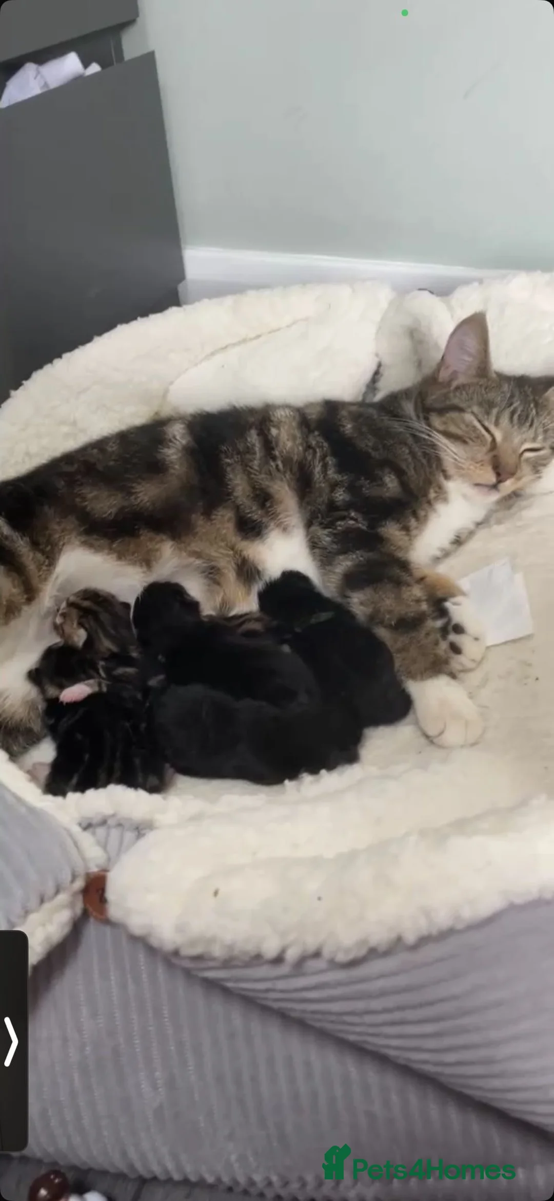 Mixed Breed cats for sale: 7 week old kittens in Sheerness - Advert 2