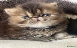Persian cats for sale: GCCF PURE BRED PKD and PRA CLEAR PERSIAN EXOTICS  - Image 18