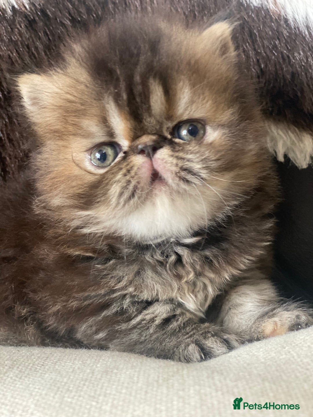 Persian cats for sale: GCCF PURE BRED PKD and PRA CLEAR PERSIAN EXOTICS  - Image 18