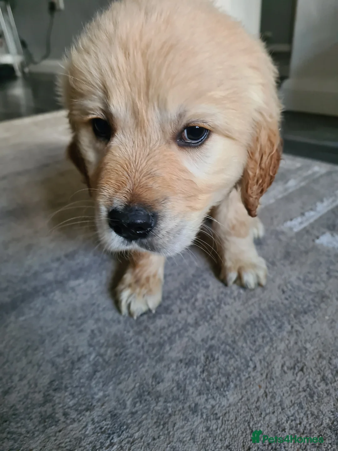 Golden Retriever dogs for sale: Golden retrieve puppy's  - Advert 2