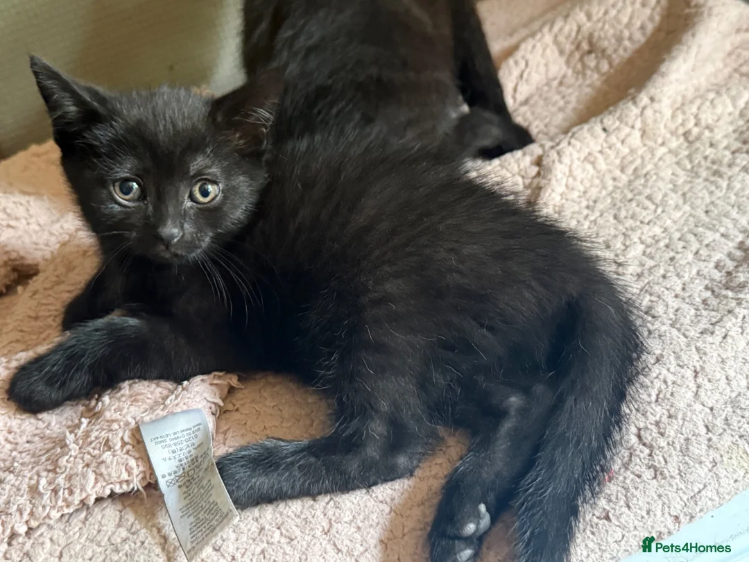 British Shorthair cats for sale: Beautiful kittens for sale  in Bury - Advert 5