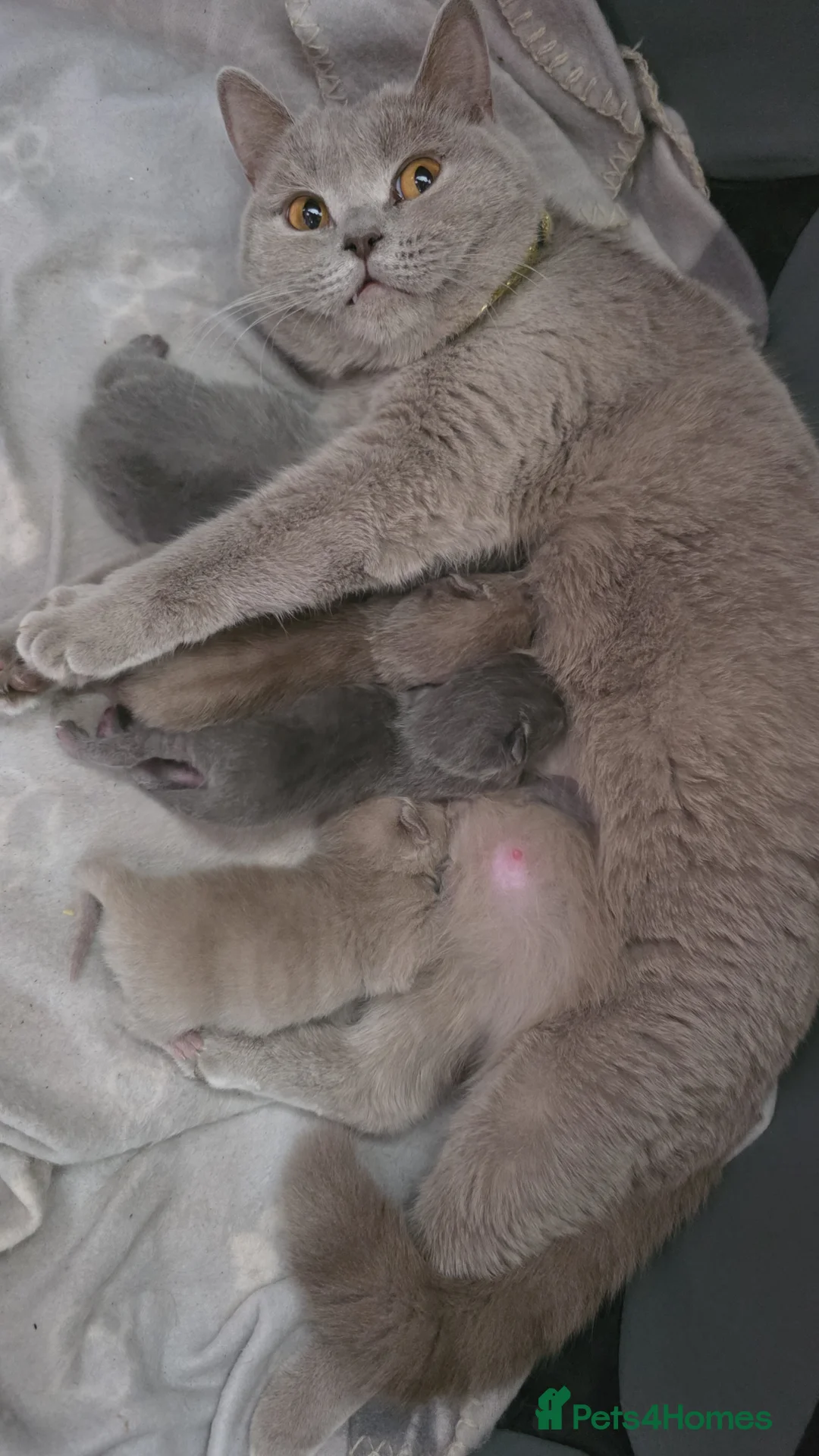 British Shorthair cats for sale: Beautiful BSH Kittens  - Advert 1