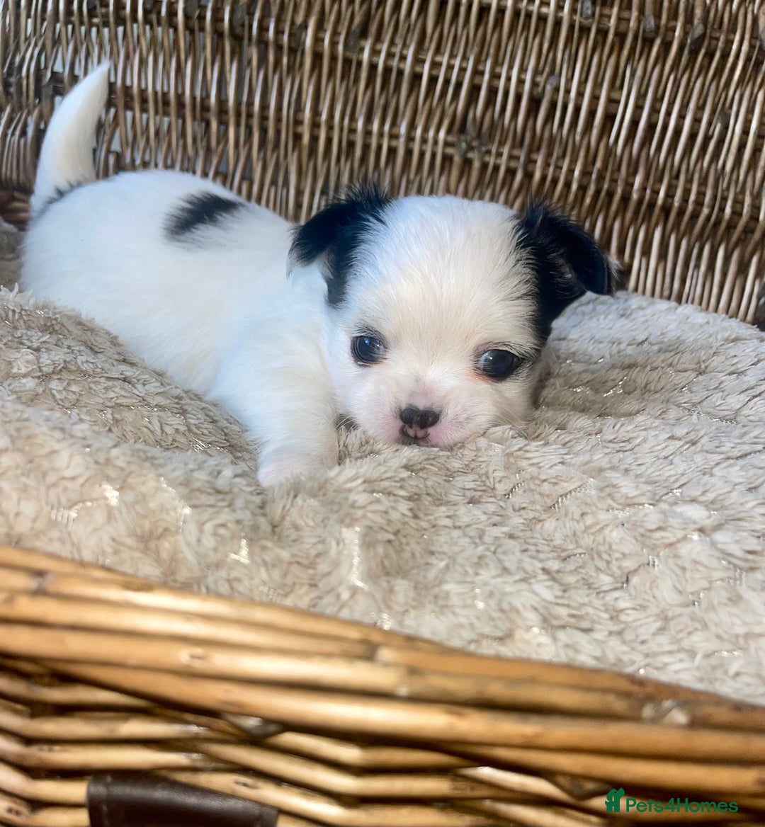 Chihuahua dogs for sale: BEAUTIFUL LONG COAT BOYS  - Advert 5