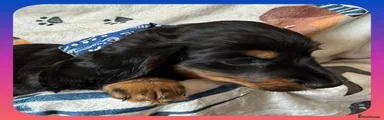 Miniature Dachshund Puppy 2