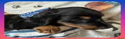 Miniature Dachshund dogs for sale: 💥REDUCED!💥 LAST 2 KC Mini Long haired Dachshund - Advert 25