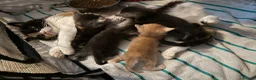 British Shorthair cats for sale: British shorthair kittens from champion lines  - Advert 8