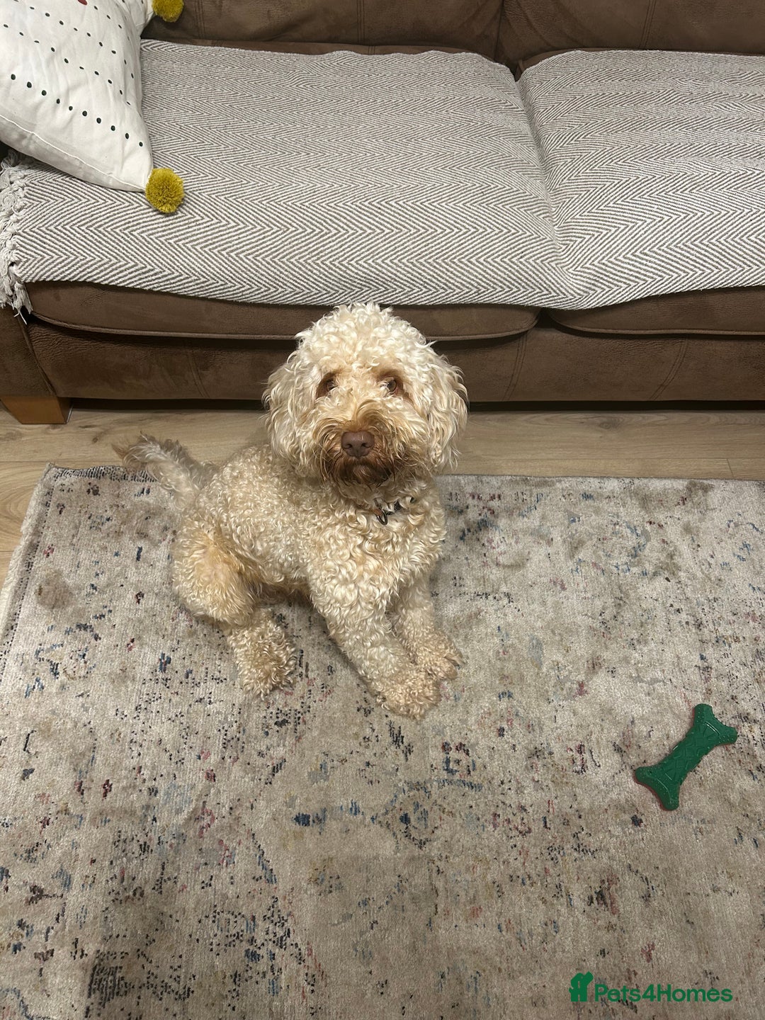 Cockapoo dogs for stud: Teddy, ready for stud, stud approved  - Advert 4