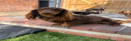 Dachshund dogs for stud: Miniature longhaired dachshund for stud  - Advert 2