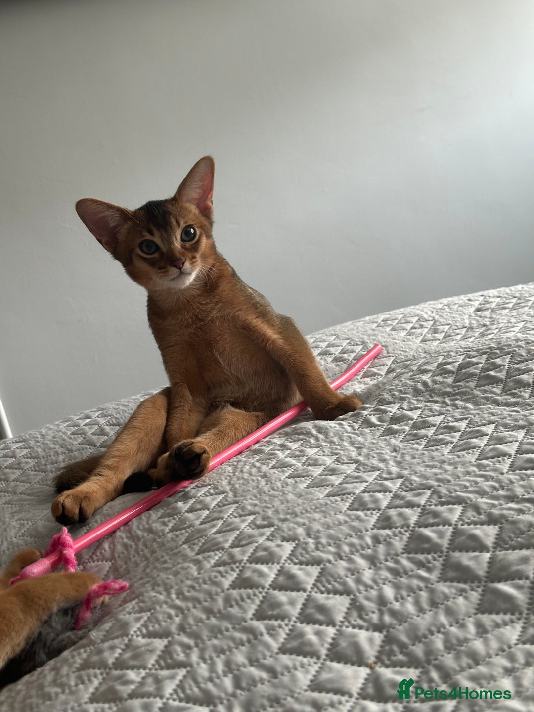 Abyssinian cats for sale: Pedigree Abyssinian kittens  - Advert 24