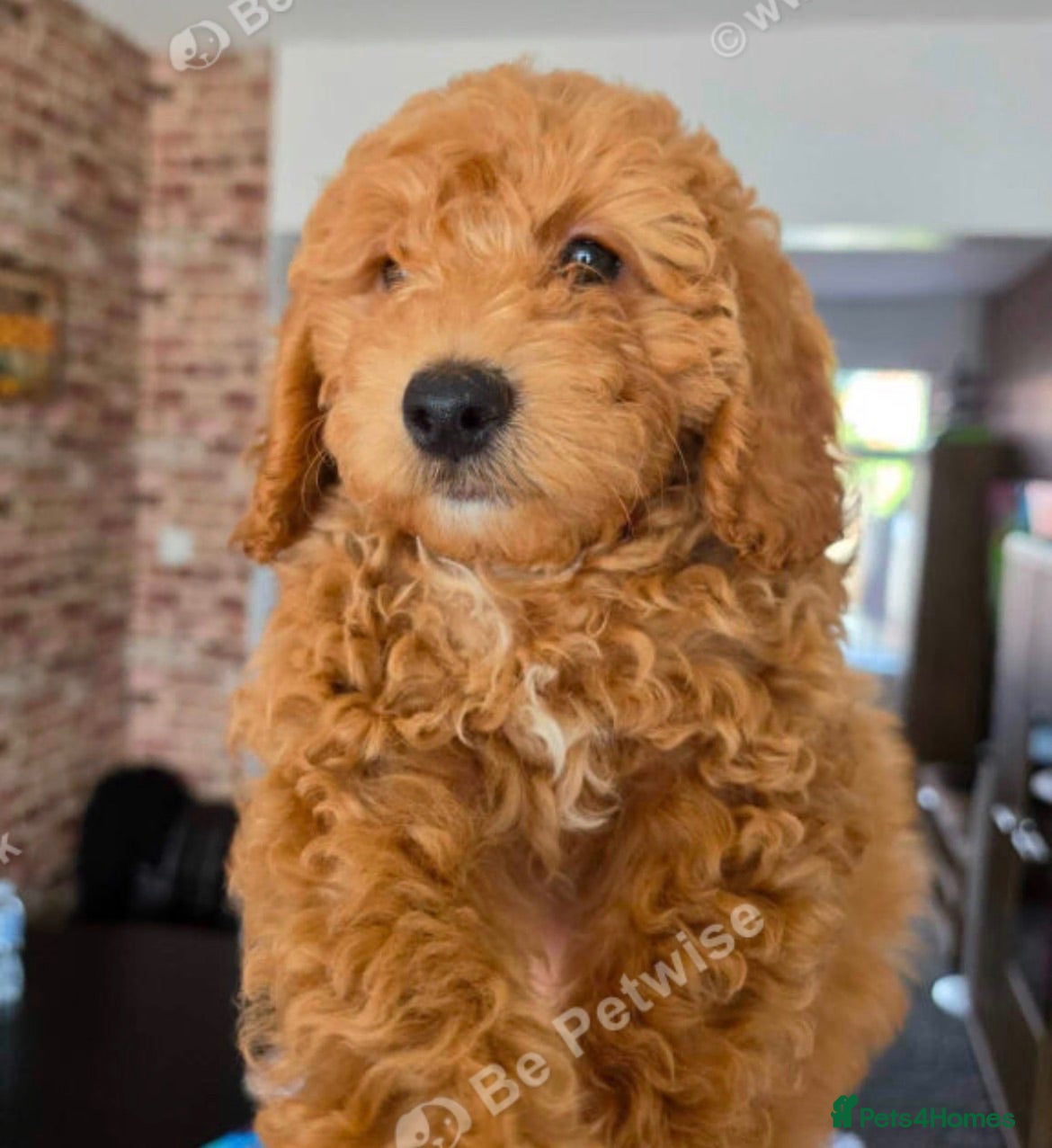Mixed Breed dogs Female Cockapoo x maltipoo - Advert 3
