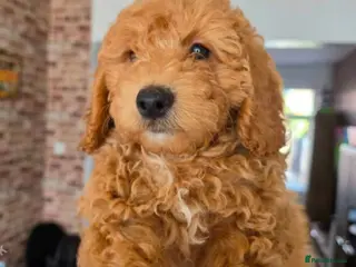 Mixed Breed dogs Female Cockapoo x maltipoo - Advert 1