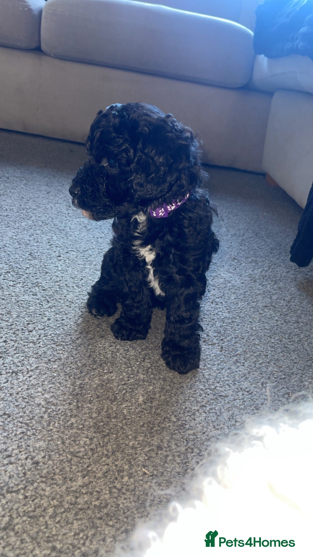 Mixed Breed dogs 3 remaining puppies ready to leave in 2 weeks  - Advert 2