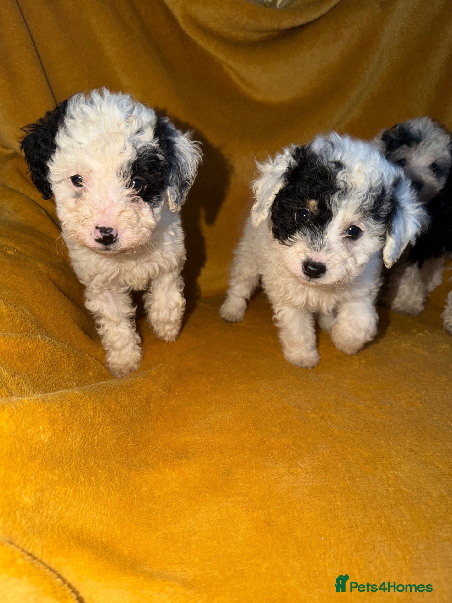 Cavapoo dogs for sale: Beautiful Cavapoo pups sale  - Advert 2