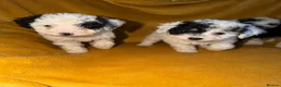 Cavapoo dogs for sale: Beautiful Cavapoo pups sale  - Advert 7