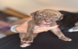 Mixed Breed dogs for sale: Rare breeding American x Bulldog x Cane Corso Pups - Image 19