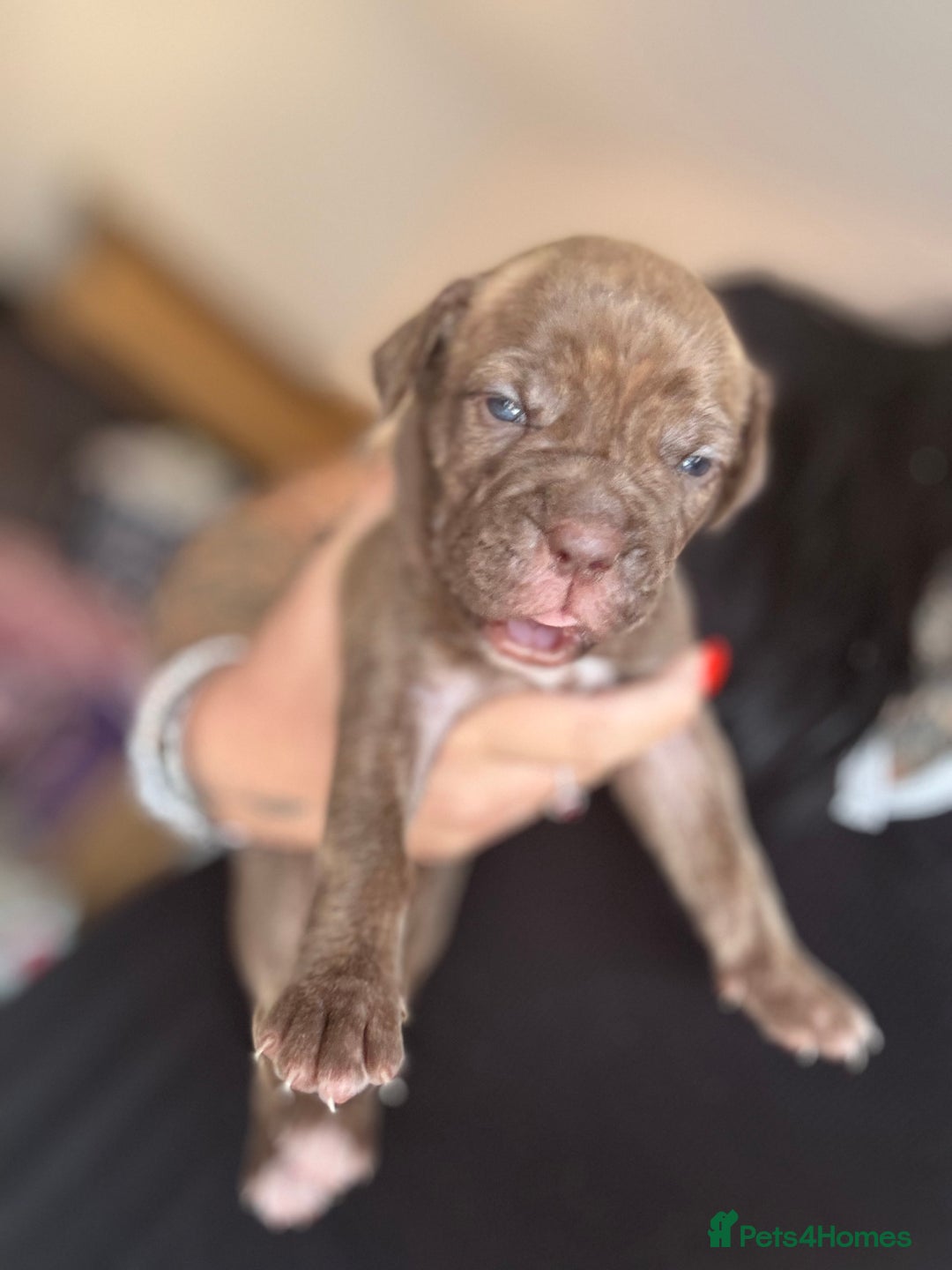 Mixed Breed dogs for sale: Rare breeding American x Bulldog x Cane Corso Pups - Image 19