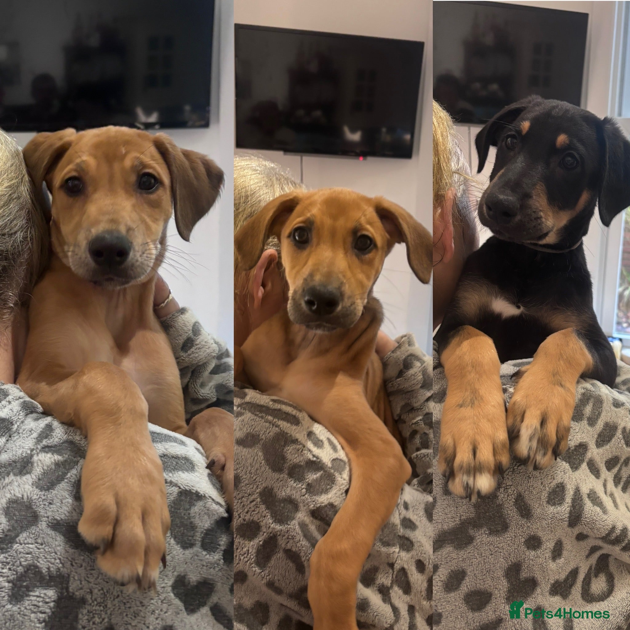 Mixed Breed dogs Lurcher Puppies, READY TO GO . Three left   - Advert 12