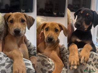 Mixed Breed dogs REDUCED Saluki X Puppies, Three Left - Advert 18