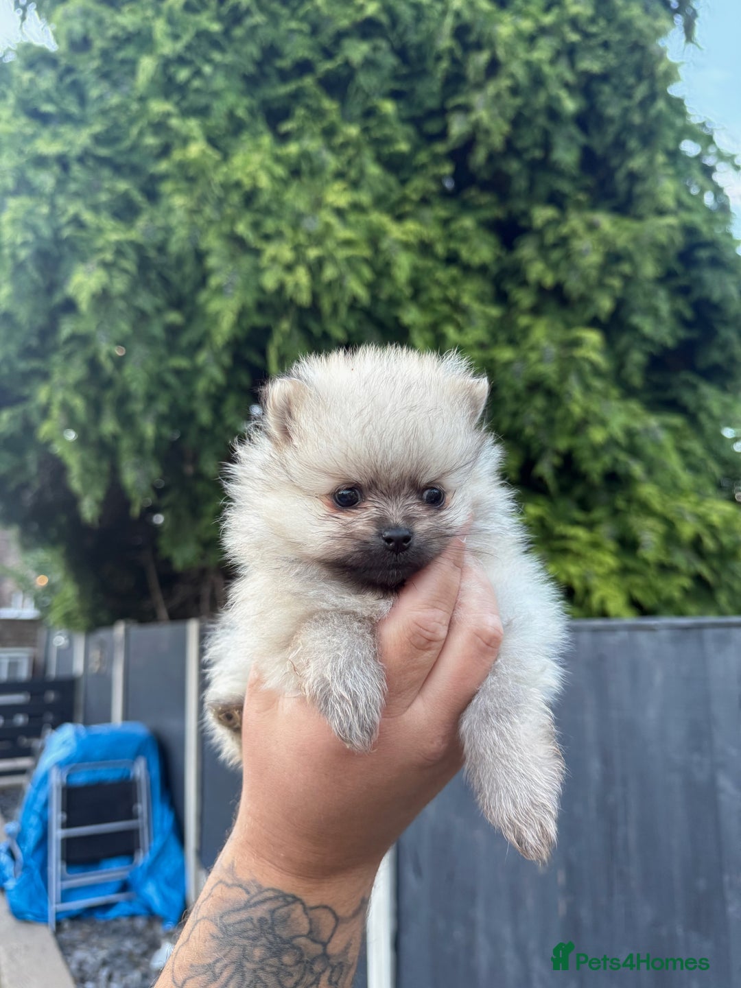 Pomeranian dogs for sale: Beautiful Pomeranian’s  - Image 10