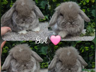 Mini Lop rabbits Mini lops babies ready NOW - Advert 1