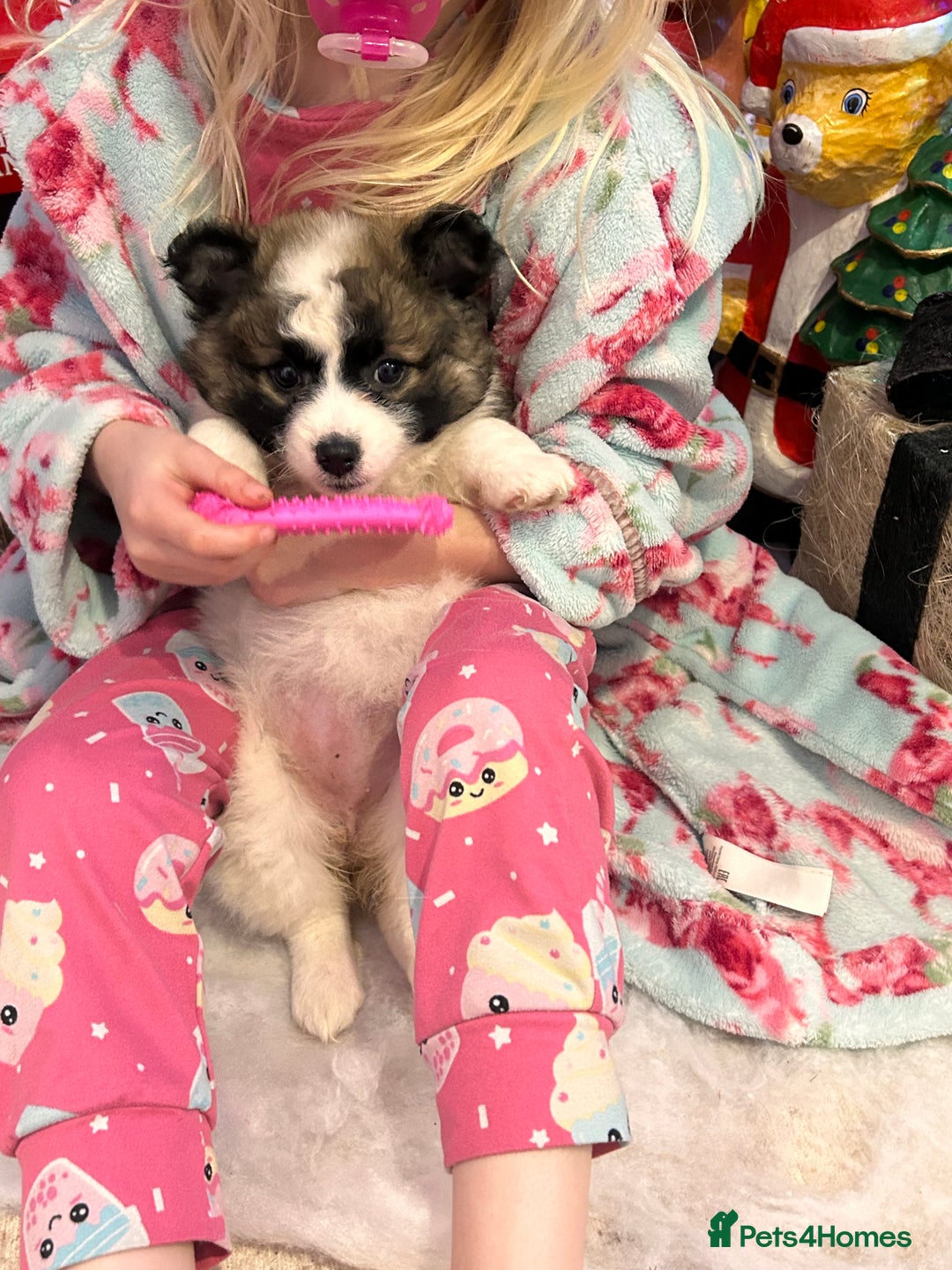 Mixed Breed dogs for sale: German spitz cross - Advert 13