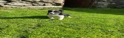 Border Collie dogs for sale: Border collies  - Advert 15