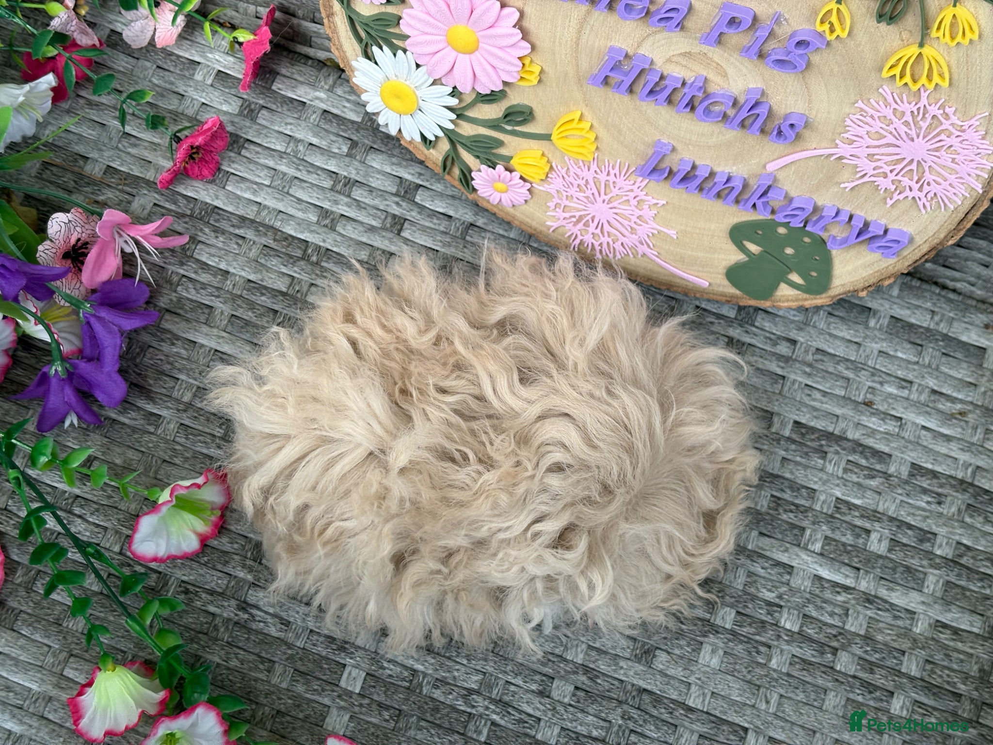 Guinea Pig rodents Pure bred Lunkarya babies  - Advert 2