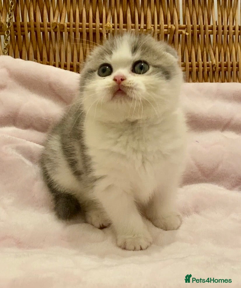 Scottish Fold cats 🧸😻CHAMPION LINE TICA ACTIVE SCOTTISH/BSH😻🧸 - Advert 2