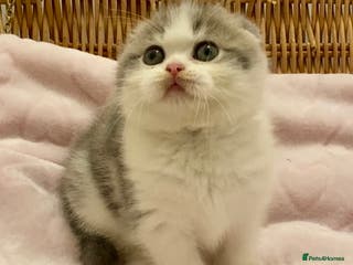 Scottish Fold cats 🧸😻CHAMPION LINE TICA ACTIVE SCOTTISH/BSH😻🧸 - Advert 2