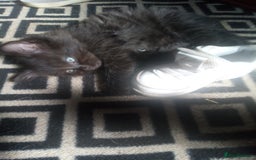 Mixed Breed cats for sale: Kittens - Image 5