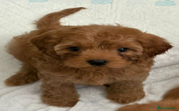 Cavapoo dogs - Advert 10