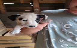 Jack Russell dogs for sale: Jack Russell pups 😍 - Image 7