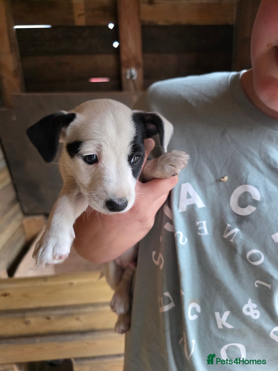 Jack Russell dogs for sale: Jack Russell pups 😍 - Image 7