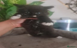 Mixed Breed cats for sale: Stunning  kittens looking  4 new home - Image 19