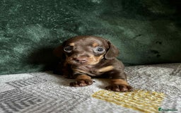 Miniature Dachshund dogs for sale: Miniature Dachshund puppies - Image 7
