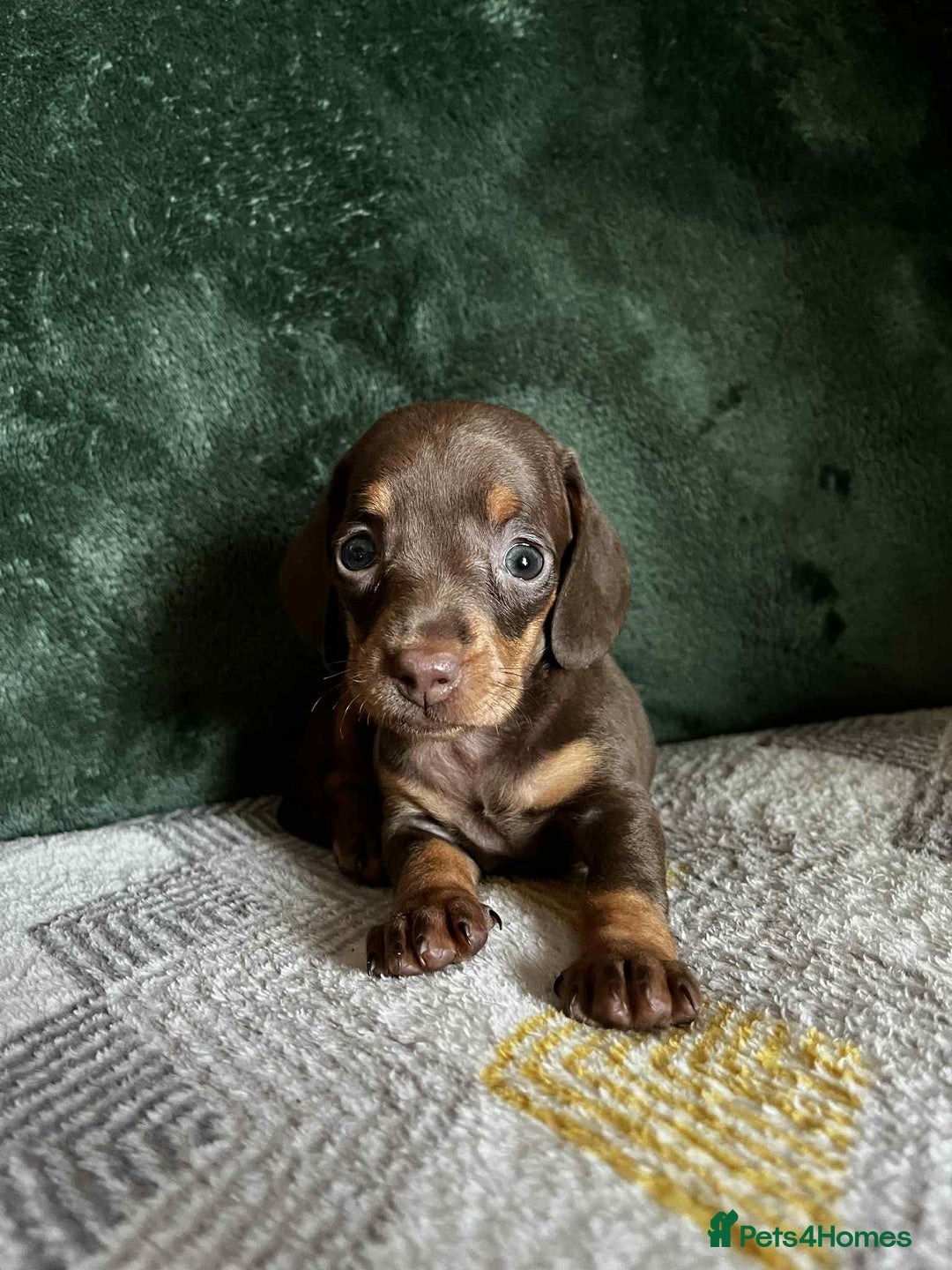 Miniature Dachshund dogs for sale: Miniature Dachshund puppies - Image 7