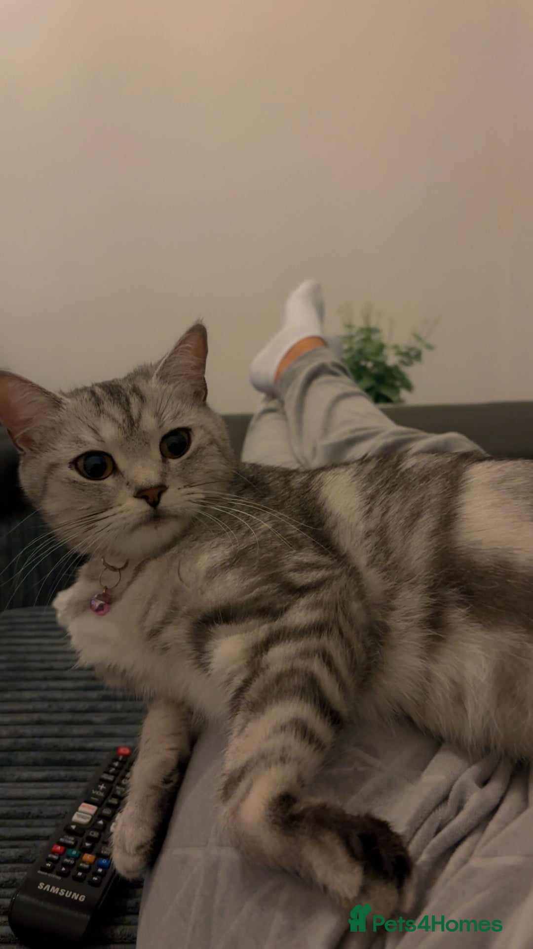 British Shorthair cats for sale: Chunky British Short Hair Kittens  - Advert 1