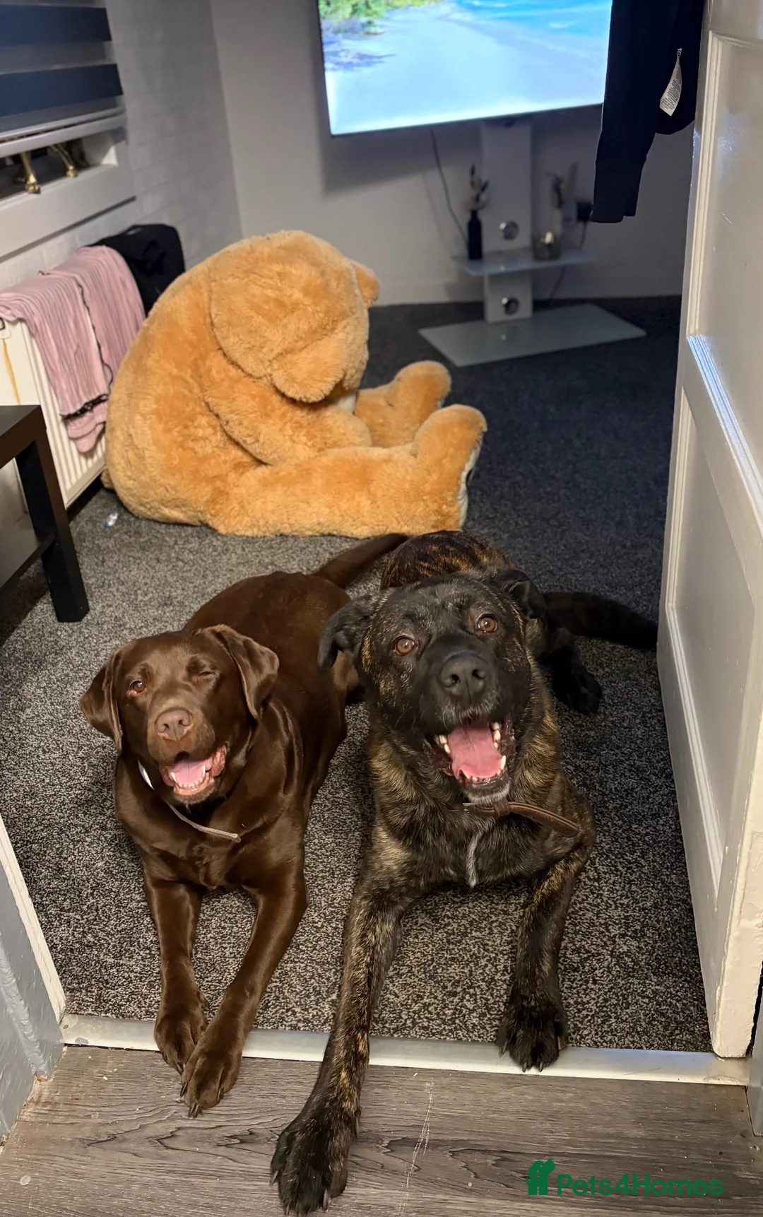 Mixed Breed dogs for sale: 🐾 GORGEOUS LABRADOR ×PRESA CANARIO PUPPIES 🐾 - Advert 2