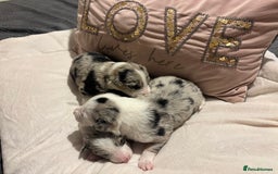 Border Collie dogs for sale: Border collie puppy’s ready to reserve  - Image 21