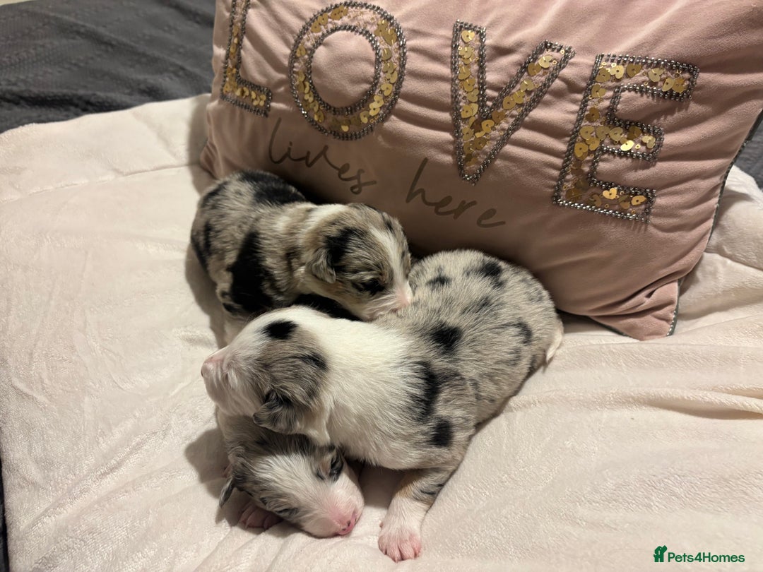 Border Collie dogs for sale: Border collie puppy’s ready to reserve  - Image 21