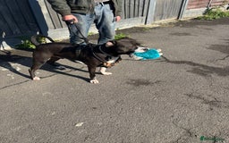 Mixed Breed dogs for adoption: Gorgeous young staffie cross for adoption  - Image 2