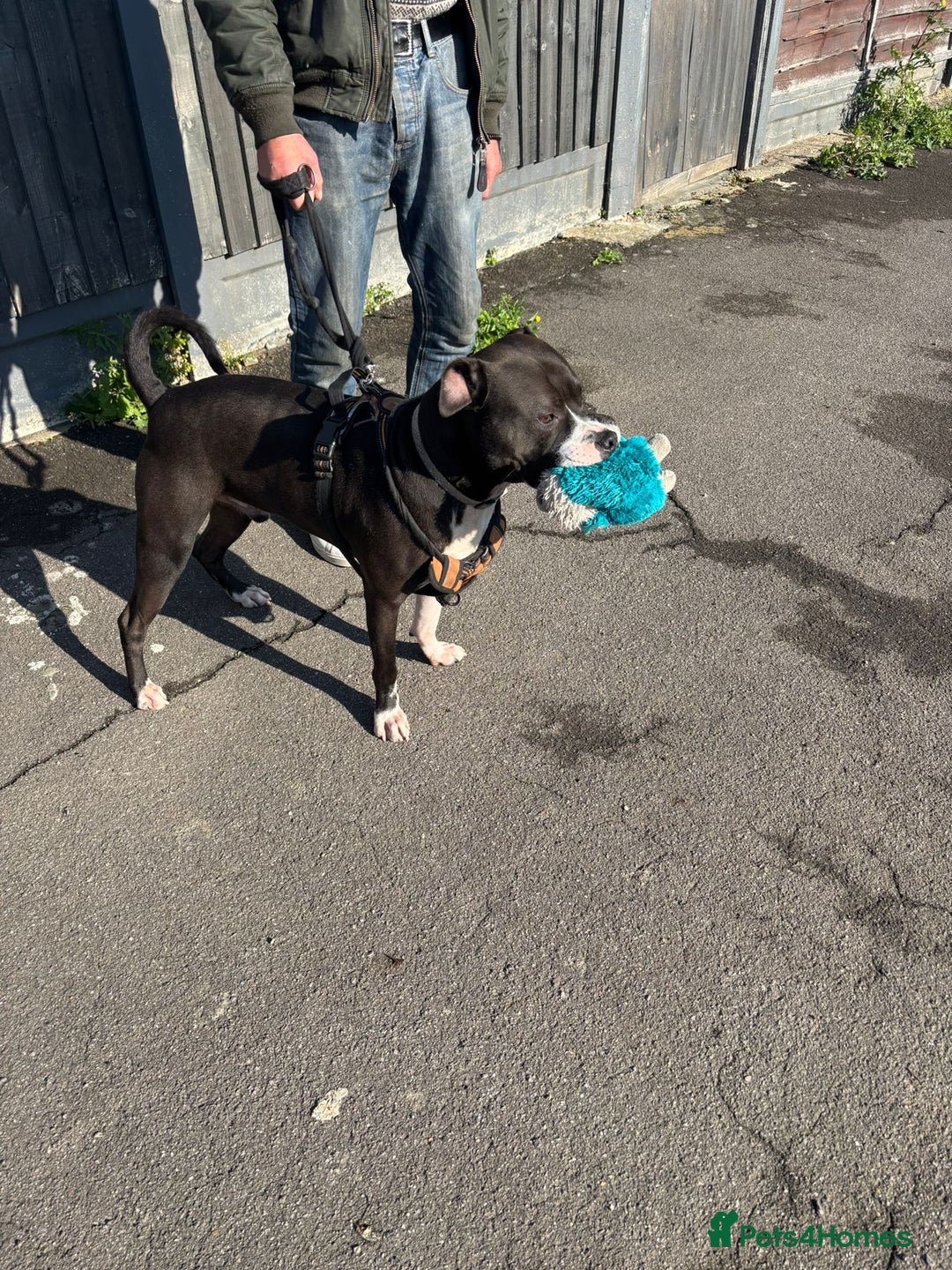 Mixed Breed dogs for adoption: Gorgeous young staffie cross for adoption  - Image 2