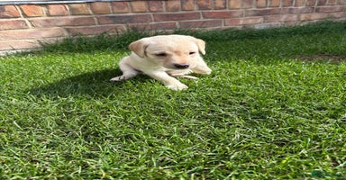 Labrador Retriever dogs - Advert 7
