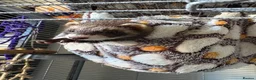 Ferret rodents for sale: Miniature ferret  in Whitland - Advert 1