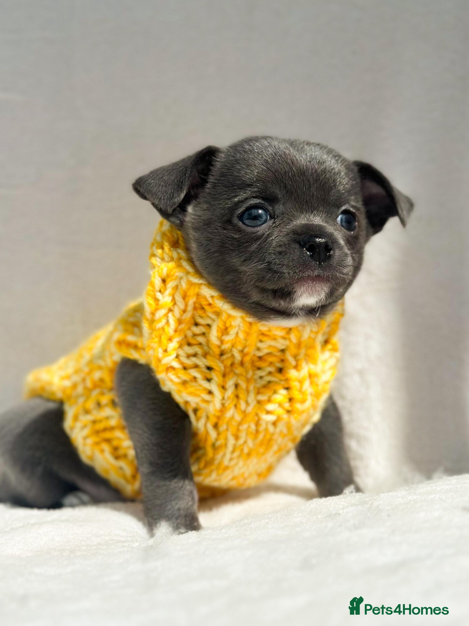 Chihuahua dogs Chihuahuas 2 boys left! 1 longhaired 1 smooth  - Advert 1