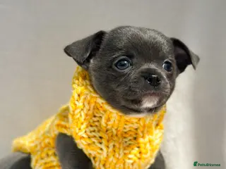 Chihuahua dogs Long Haired Chihuahua Boys Gorgeous - Advert 1