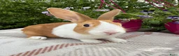 Dutch rabbits for sale: Baby Dutch Rabbits - Advert 6