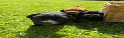 Cocker Spaniel dogs for sale: Litter of Cute Cocker Spaniels in Liverpool - Advert 9
