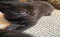 Domestic Shorthair cats for sale: 3 gorgeous kittens ready for their new home - Image 2